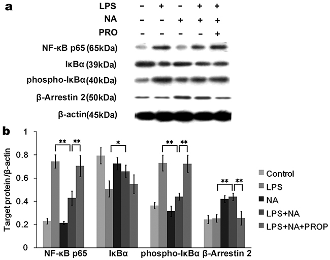 Activated &#x03B2;-arrestin2 by NA inhibits I&#x03BA;B&#x03B1; phosphorylation of NF-&#x03BA;B pathway.
