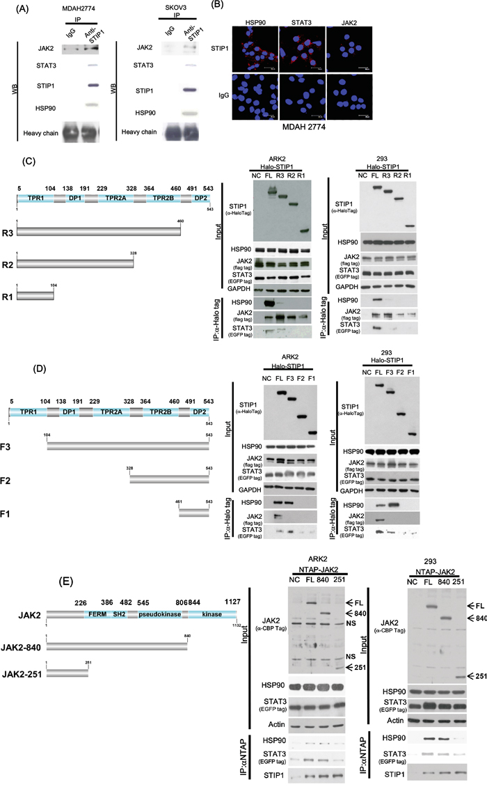 STIP1 is essential for the formation of the JAK2-HSP90-STAT3 complex.