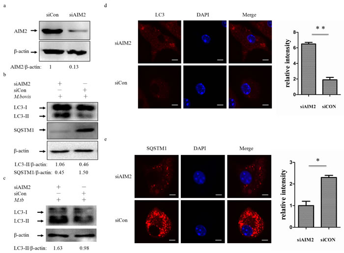 The AIM2 inflammasome down-regulates