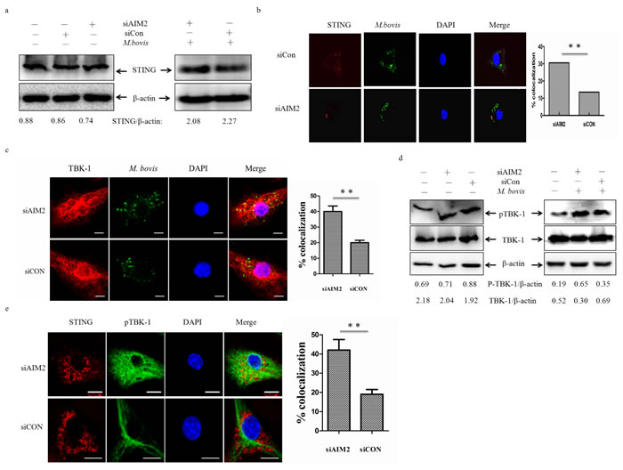 AIM2 inhibits co-localization of STING and