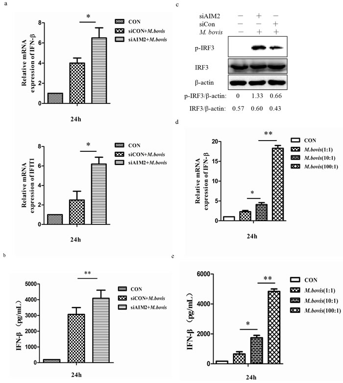 AIM2 inhibits the STING-dependent pathway.