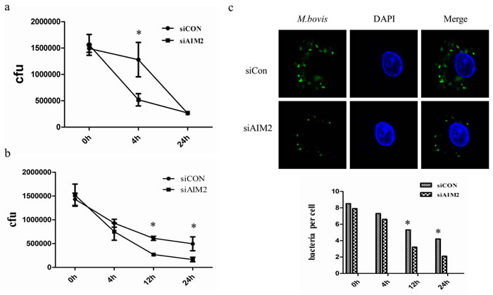 AIM2-inhibited autophagy increases