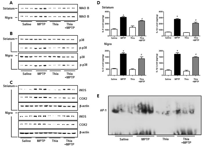 Thiacremonone reduces neuroinfalmmation by p38 pathway.