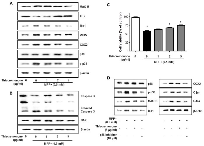 Effect of thiacremonone against dopaminergic neurodegeneration and apoptosis