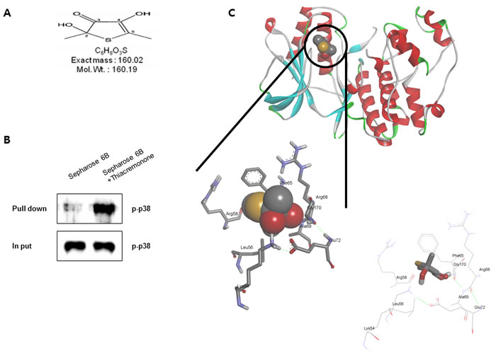 Structure of thiacremonone and activated p38, and binding of thiacremonone to activated p38.