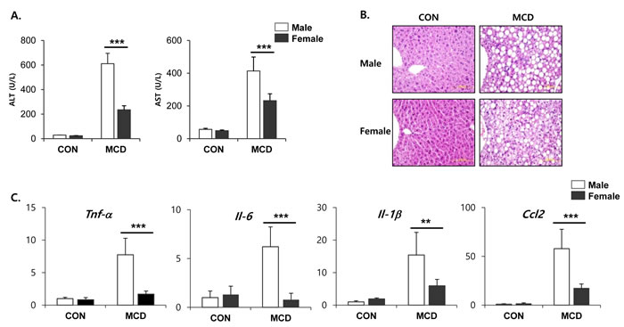 Two weeks of MCD diet induced liver steatosis in male specific manner.