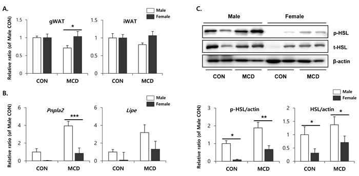 Two weeks of MCD diet increase lipolytic enzyme expression of gonadal white adipose tissue in male specific manner.