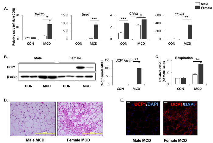 Two weeks of MCD diet increase brown adipocyte marker expression in gonadal white adipose tissue in female specific manner.