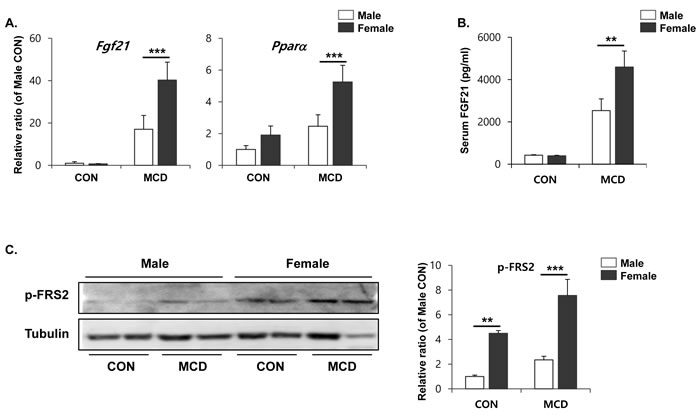 Two weeks of MCD diet induced female specific upregulation of