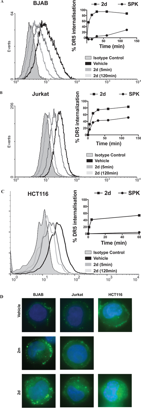 SPK and divalent TRAILmim/DR5 induce DR5 internalization on BJAB Jurkat and HCT116 cell lines.