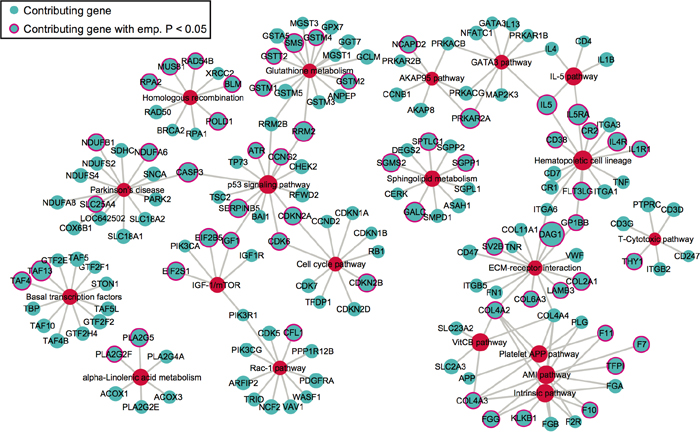 The network of top 20 pathways and their genes.