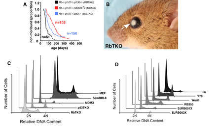 Analysis of DNA Content in Mouse and Human Retinoblastoma.