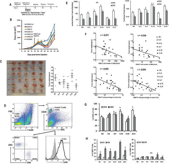 Impact of in vivo cytokine injection on the antitumor activity of CART cells.