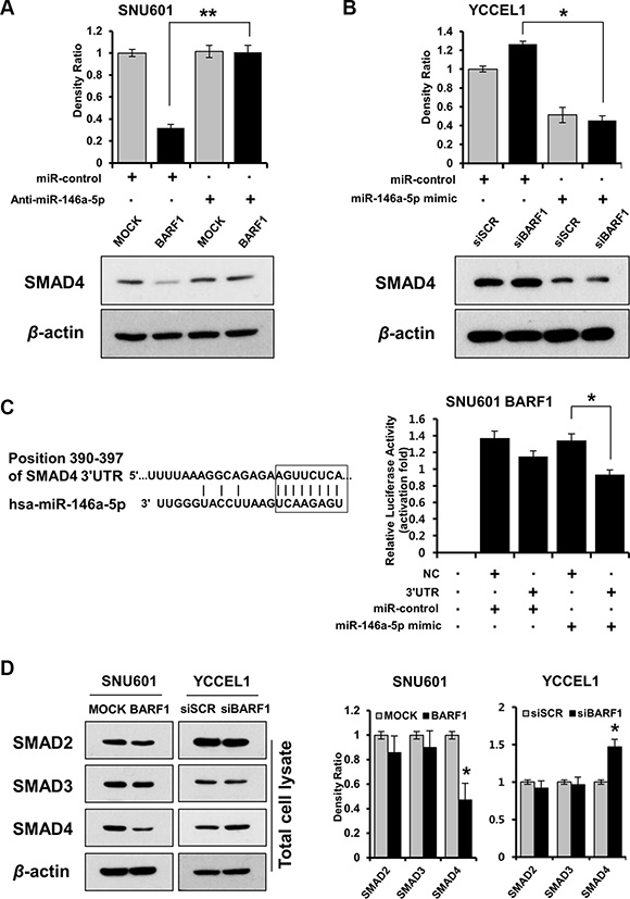 BARF1 downregulated SMAD4 in a miR-146a-5p-dependent manner, and SMAD4 was a direct target of miR-146a-5p.