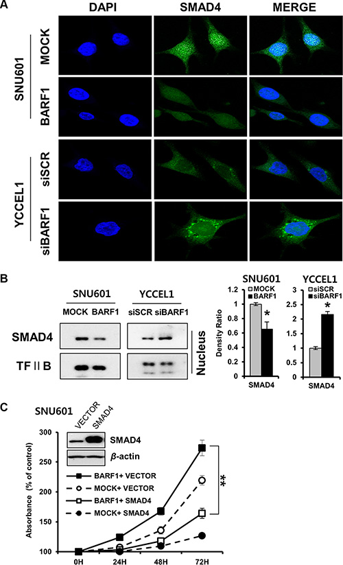 BARF1-mediated down regulation of nuclear SMAD4, and the effect of SMAD4 on cell proliferation.