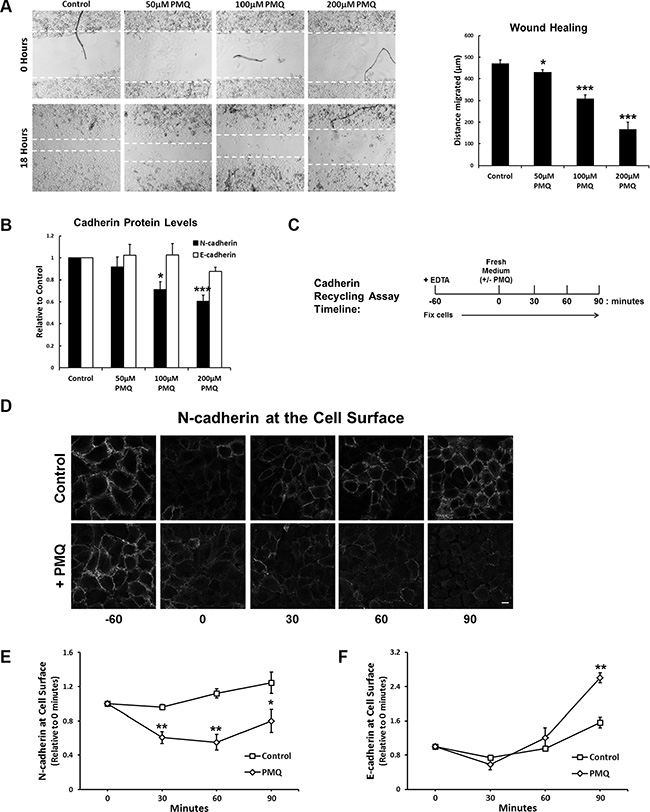 The endosomal recycling inhibitor primaquine mimics RCP knockdown.