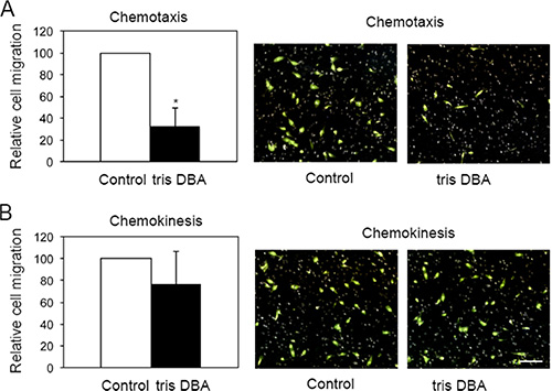 Tris-DBA impairs chemotaxis but not chemokinesis in Pan02 cells.