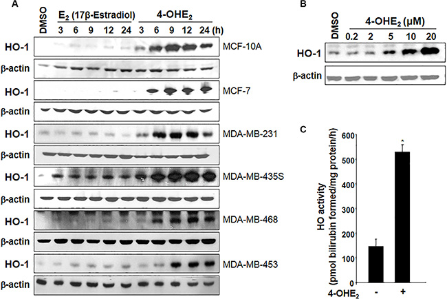 4-OHE2 induces both expression and/or activity of HO-1 in human breast cells.