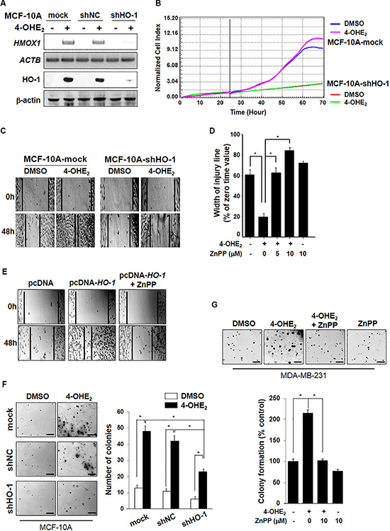 4-OHE2-induced HO-1 expression is associated with cell proliferation.