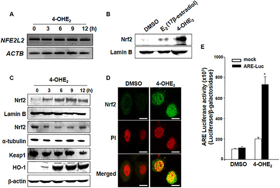 4-OHE2 induces the nuclear translocation of Nrf2 and transcriptional activity of ARE.
