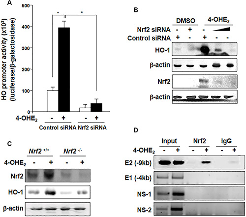4-OHE2-induced HO-1 expression is mediated through Nrf2 activation.