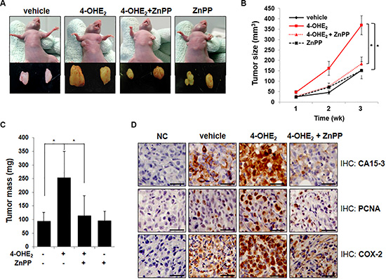 Inhibition of HO-1 activity by ZnPP impairs 4-OHE2-induced tumorigenesis in mice.