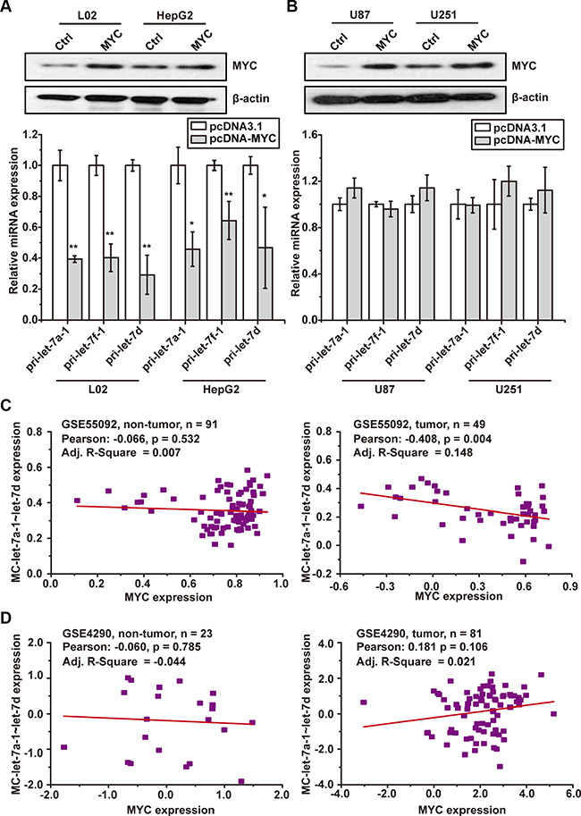 MYC oncoprotein down-regulates MC-let-7a-1~let-7d in HCC, but not in GBM.