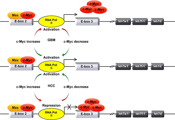 Model depicts the mechanism of the differential transcriptional regulation of MC-let-7a-1~let-7d in GBM and HCC.