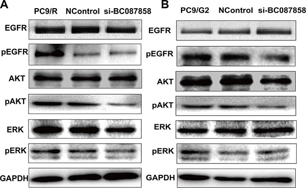 (A&#x2013;B) Effect of BC087858 on the activity of the PI3K/AKT and MEK/ERK pathway.