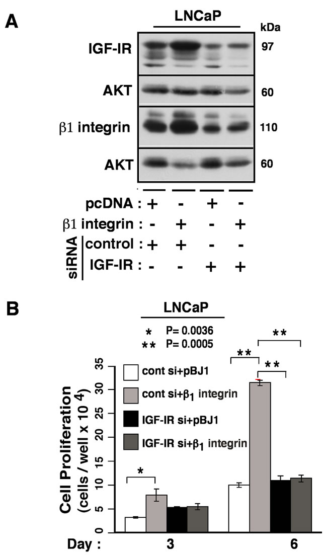 &#x3b2;1 integrins promote cancer cell proliferation by regulating the expression of IGF-IR.