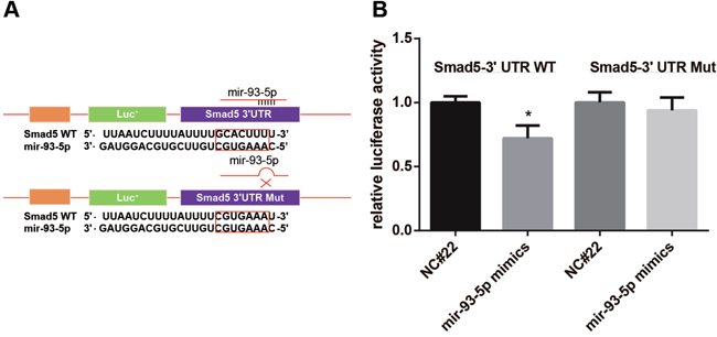 Dual luciferase reporter gene assay showed that Smad5 was a target of miR-93-5p.