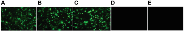 At 14 days after lentivirus transfection, L5 spinal marrows from all five groups were extracted and the transfection efficiency was evaluated.