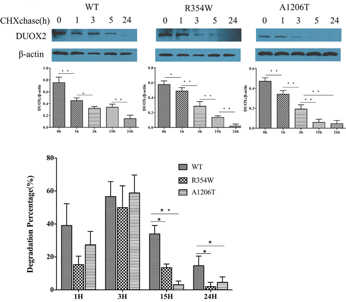 Cycloheximide(CHX) chase experiments.