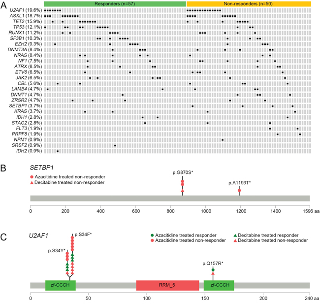 Mutational features of the candidate genes in MDS, and a schematic diagram of SETBP1 and U2AF1 mutations.