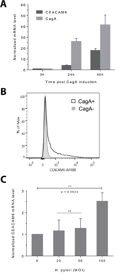 CEACAM6 expression is upregulated by CagA and H. pylori infection.
