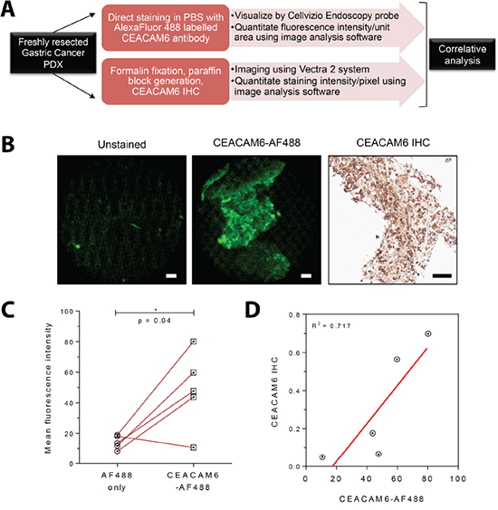 Ex vivo staining of a fluorescently conjugated antibody to CEACAM6 and visualization with a confocal laser endomicroscopy probe.