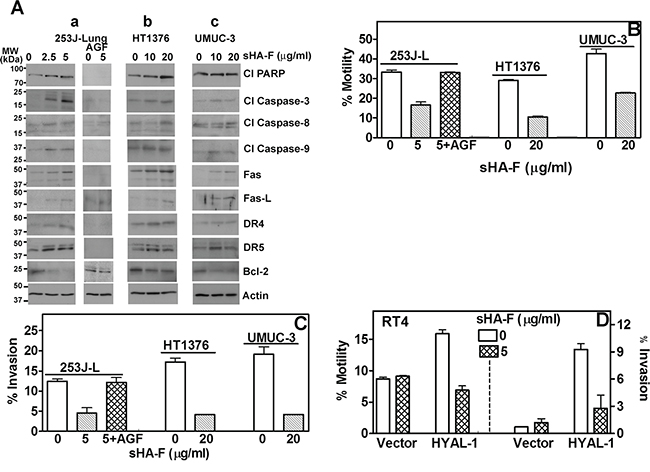 Effect of sHA-F on apoptosis effectors, chemotactic motility and invasion.