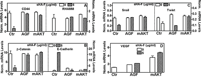 Effect of sHA-F, AGF and mAKT expression on transcript levels.