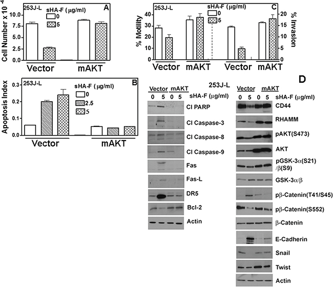 Effect of myr-AKT expression on sHA-F induced effects in 253J-L cells.