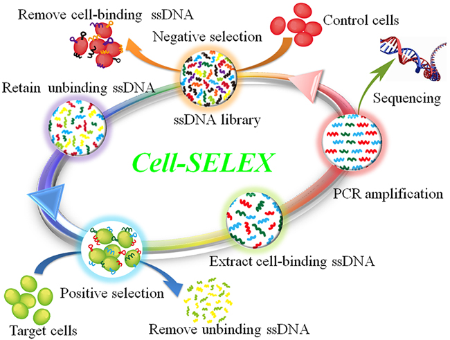 Scheme of cell-SELEX against NPC 5-8F cell line.