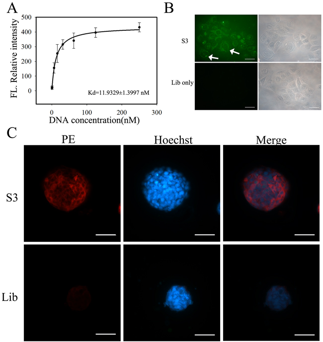 Binding ability of aptamer S3 to NPC 5-8F cells.