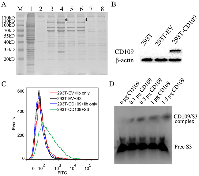 Analysis and verification of the target protein recognized by aptamer S3.