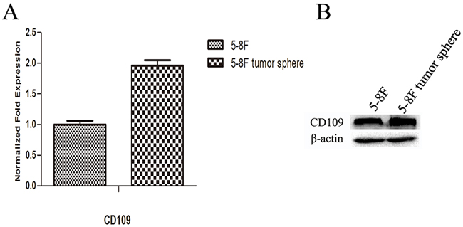 Expression level of CD109 in 5-8F cells and 5-8F tumor spheres.