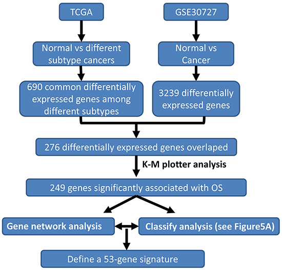 Schematic diagram for a multi-step strategy to identify gene signature for prognosis in gastric cancer.