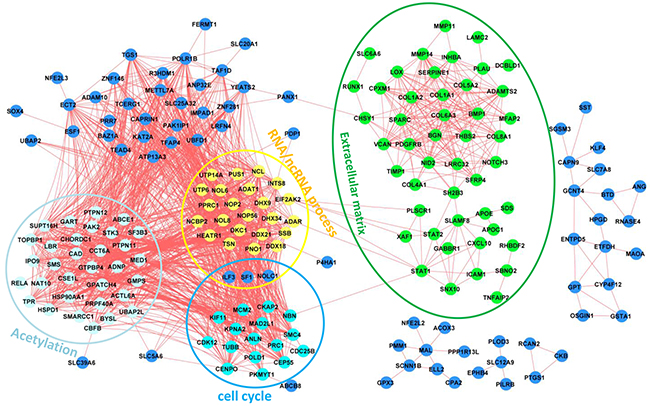 Gene correlation networks of the 249 genes.