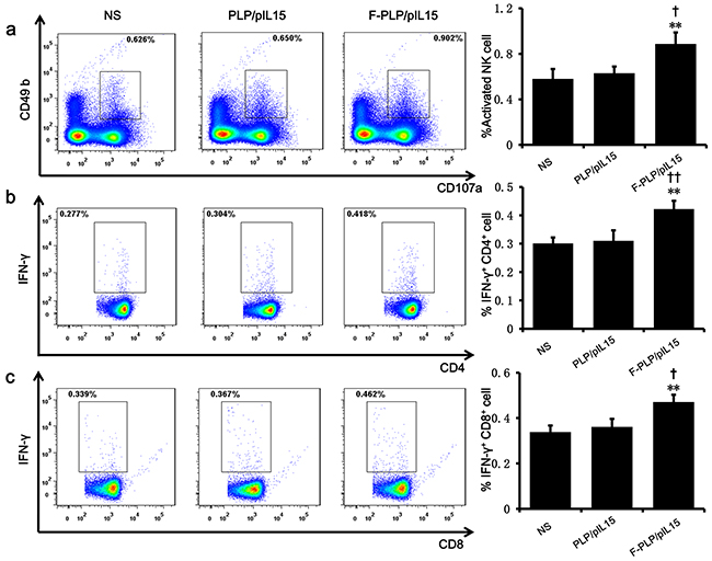 Induction and activation of NK cells and the increasing of IFN-&#x03B3;+ cytotoxic T cells.