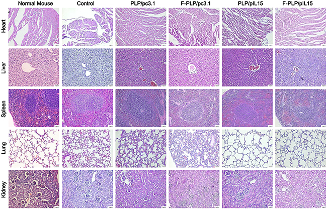 Histological examinations of H&#x0026;E-stained vital organ sections.