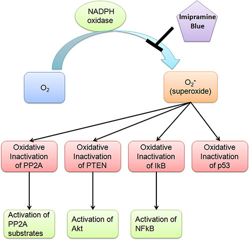 Proposed mechanism of NADPH oxidase.