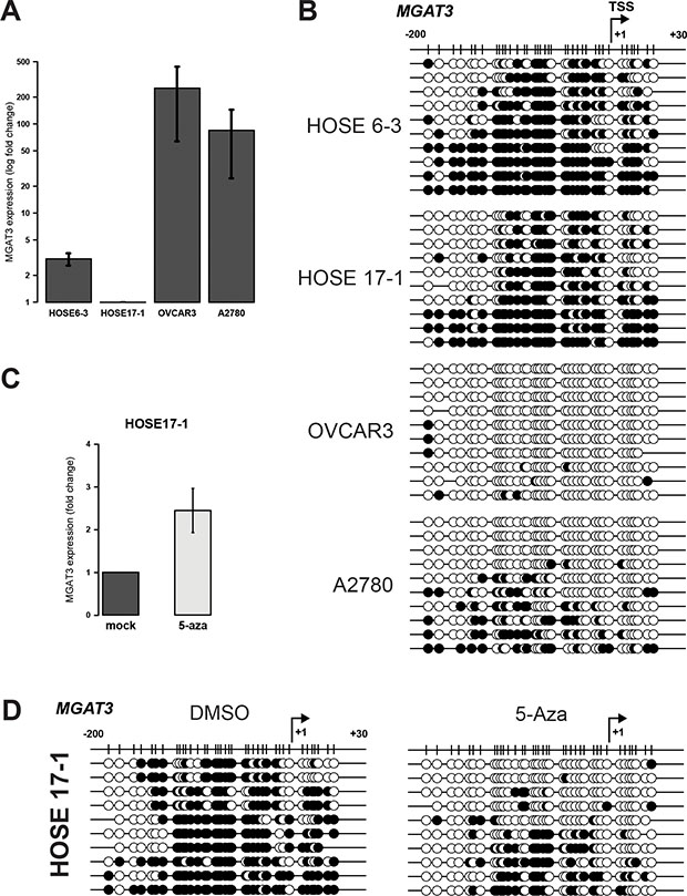 DNA methylation at &#x2212;200/+30 from the TSS corroborates with MGAT3 expression in HOSE and ovarian cancer cells.