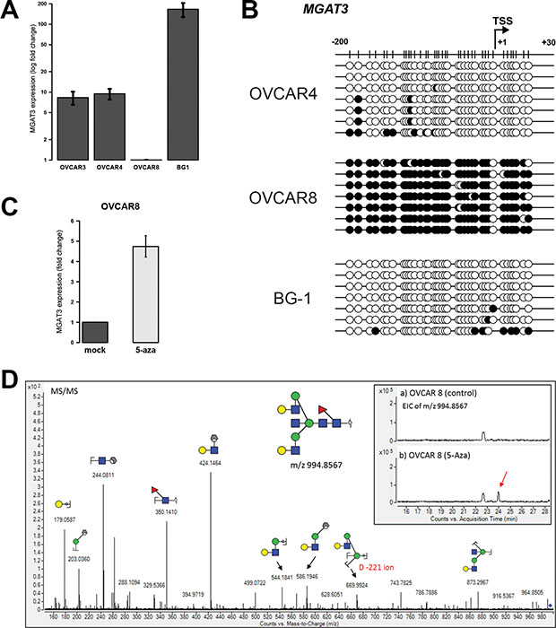 DNA methylation at -200/+30 from the TSS correlates with MGAT3 expression in other ovarian cancer cells and bisecting GlcNAc is induced by DNA methyltransferase inhibition.